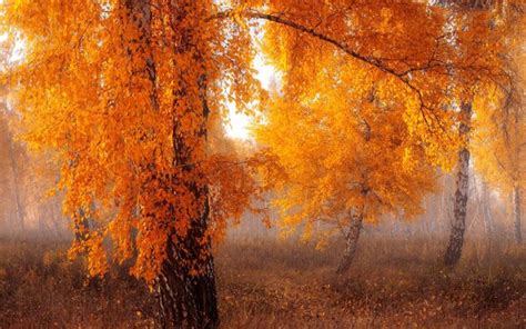 Premium Photo Flower Tree In A Beautiful Large Forest It Looks Like A Dreamy Photo Sequence