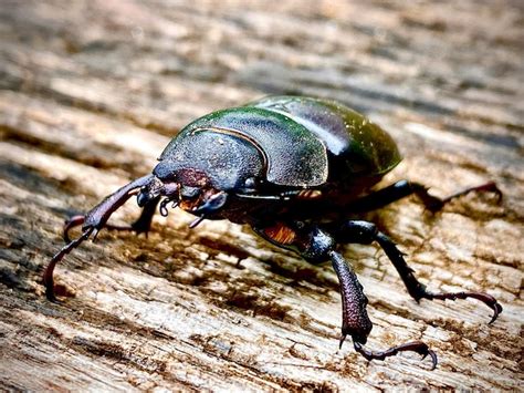 Premium Photo Male Stag Beetle With Long And Sharp Jaws In Wild