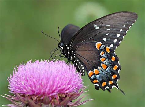 Black And Orange Butterfly Perched On Pink Flower In Selective Focus