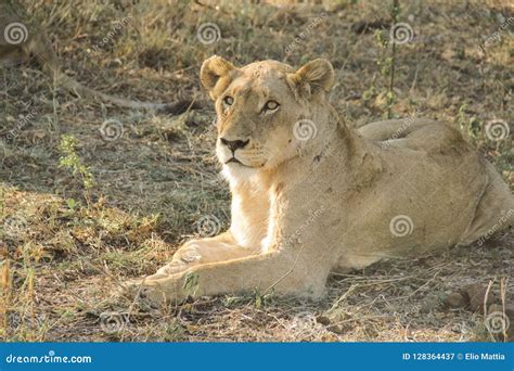 Stunning Panting Lioness Closeup Portrait Kruger National Park South