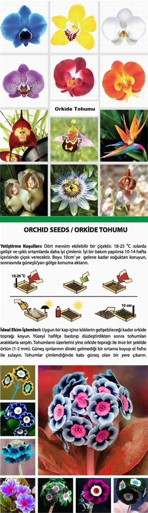 Day 100 Adet 10 Farklı Renk Vanda Orkide Tohumu 10 Adet Fiyatı