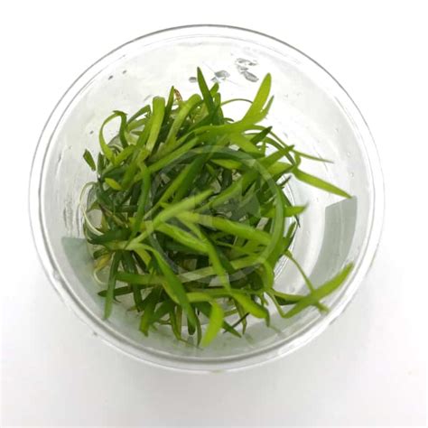 Tissue Culture Uns Dwarf Sagittaria Sagittaria Sublata Aquatics