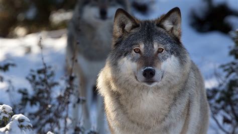 🔥 [64+] Gray Wolf Wallpapers | WallpaperSafari