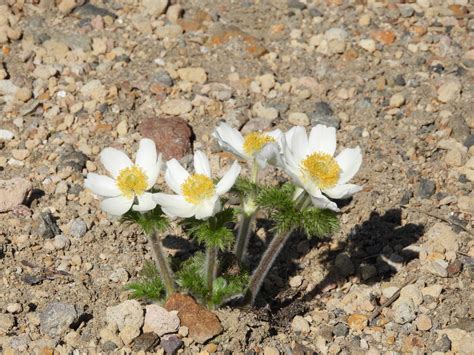 Western Pasqueflower Anemone occidentalis 一期一会