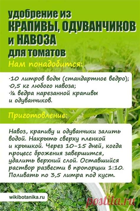 Хотите отличный урожай томатов? Подкормите их этим удобрением. #расте ...