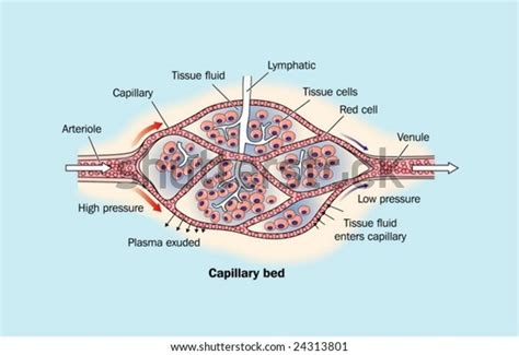 8,103 Arteries Veins Capillaries Images, Stock Photos, 3D objects ... 