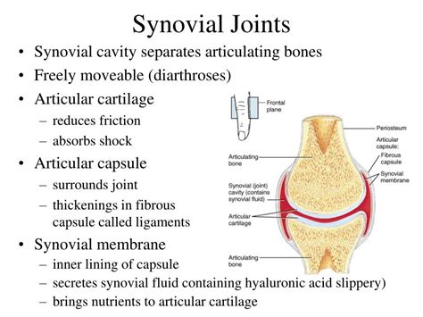 Examples Of Synovial Joints