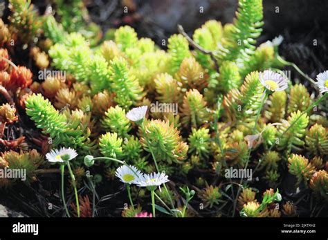 Sedum Sexangulare Hi Res Stock Photography And Images Alamy