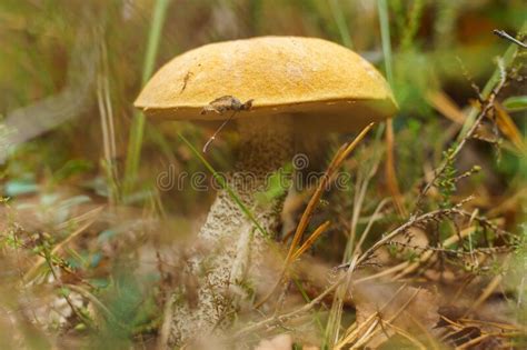 Close Up Of Bright Orange Cap Boletus Edulis Mushroom Growing In Park