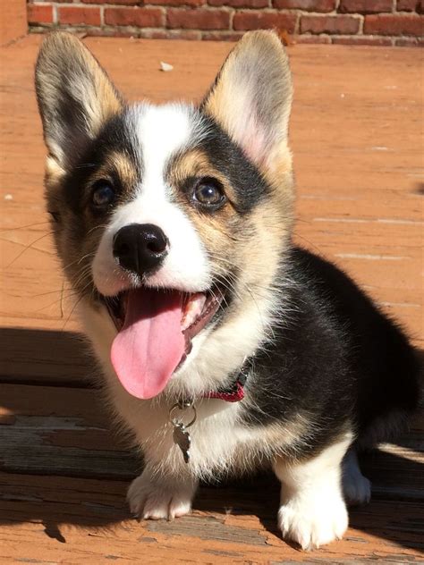 Red Headed Tri Color Pembroke Welsh Corgi Puppy Present Welsh Corgi