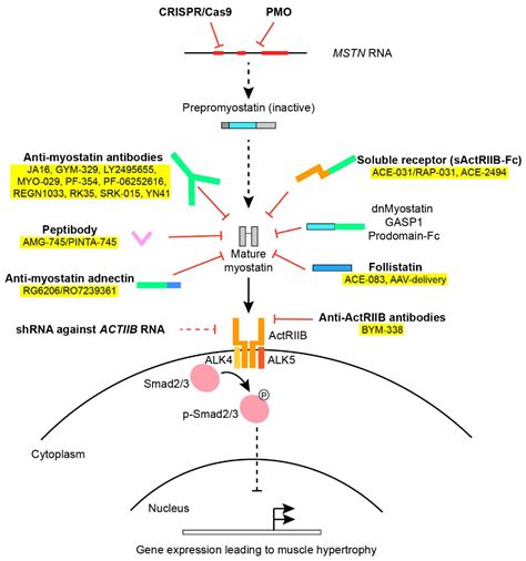 Myostatin Inhibitor