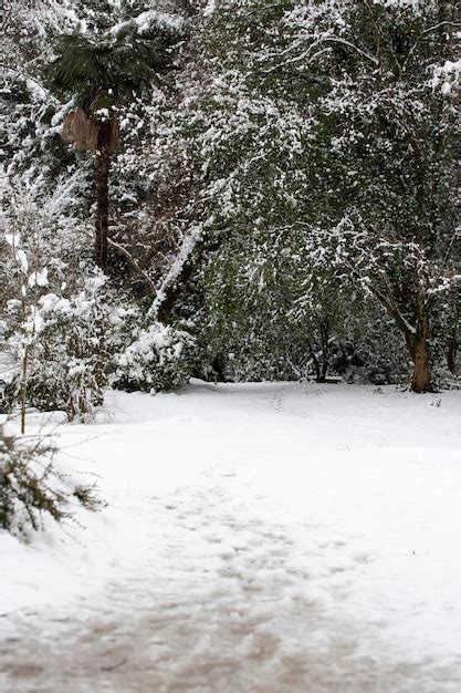 Neve Branca Em Galhos De Rvores Nuas Em Um Dia De Inverno Gelado