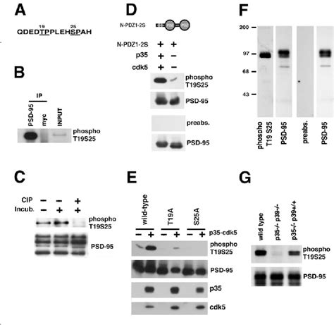 Figure 1 From Cellular Molecular Cyclin Dependent Kinase 5