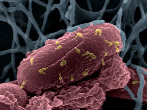 Qué Es La Respuesta Sos La Estrategia De La Escherichia Coli Para Sobrevivir A Los Antibióticos