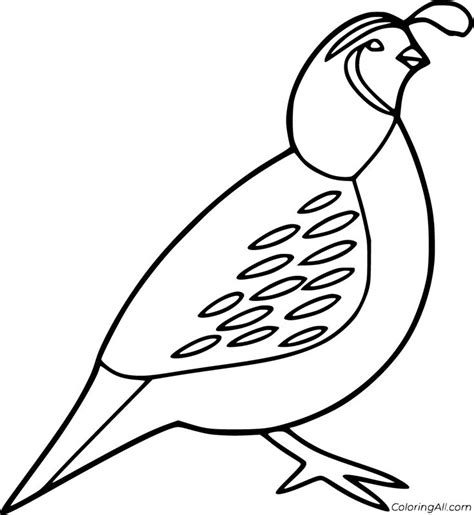 21 Free Printable Quail Coloring Pages In Vector Format Easy To Print