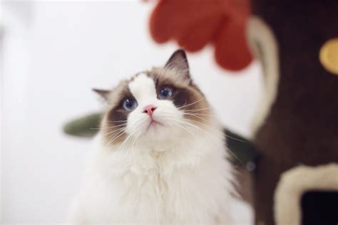 Top 10 Cat Collars for Ragdoll Cats - Ragdoll Guide