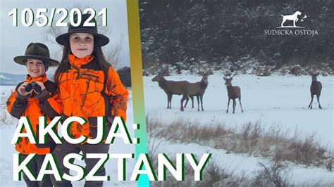 SUDECKA OSTOJA 105 2021 Polowanie Na Jelenie Deer Hunt Hunting In