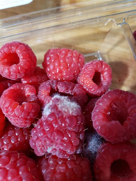 Do You Have To Keep Raspberries In The Fridge At Hattie Kennon Blog