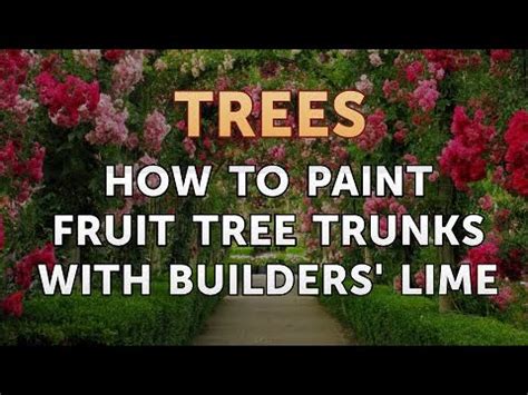 How To Paint Fruit Tree Trunks With Builders Lime YouTube