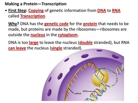 PPT Protein Synthesis Gene Expression Notes Proteins Review