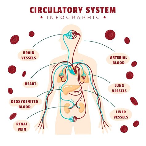 Infográfico Desenhado Do Sistema Circulatório Vetor Grátis