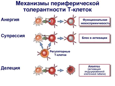 Иммунологическая толерантность. Иммунопатология - презентация онлайн