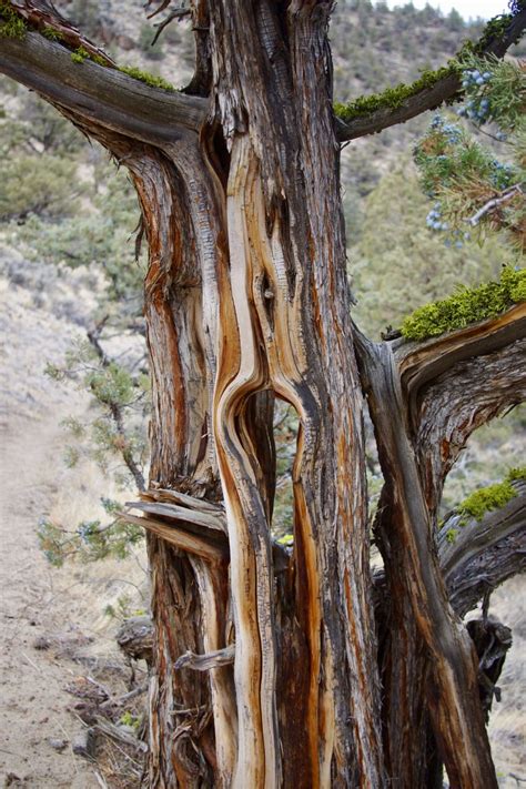 Filekeyhole Juniper Dry River Canyon Hiking In Portland Oregon