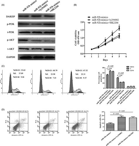 Inhibition Of Pi K Akt Signalling Pathway Attenuated The Proliferation