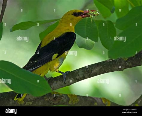 Male golden oriole perched with grasshopper Stock Photo - Alamy