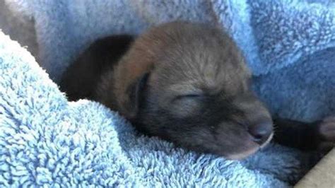 Abandoned puppy turns out to be a coyote