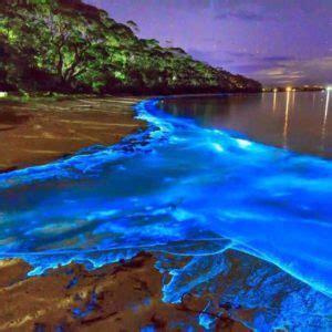 Luminous Lagoon Night Cruise - Jamaica Quest Tours