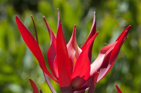 Growing Fynbos Artofit