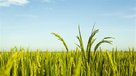 Rice Field Wallpapers - Top Free Rice Field Backgrounds - WallpaperAccess