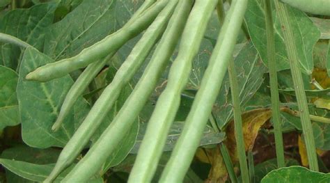 Cowpea Harvesting History