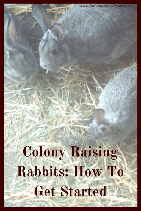 Colony Raising Rabbits How To Get Started Farming My Backyard