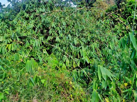 Spesies Bambu Baru Ditemukan Di Flores