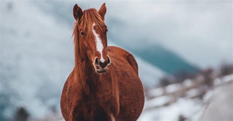 Hvor Meget Koster En Rigtig Hest Det Afh Nger Af Racen Men Kan V Re