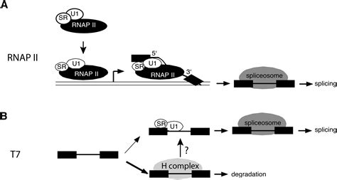 Sr Proteins Function In Coupling Rnap Ii Transcription To Pre Mrna