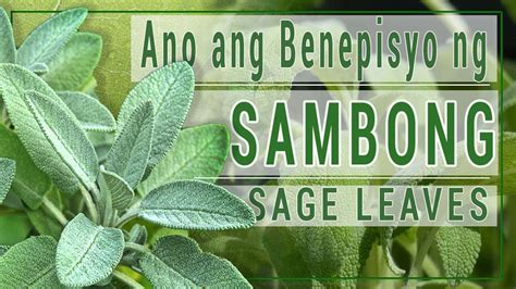 What Are The Health Benefits Of Sage Benepisyo Ng Sambong Youtube