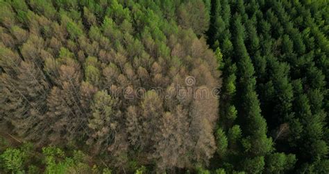 Coniferous Trees In The Forest Aerial View Stock Footage Video Of