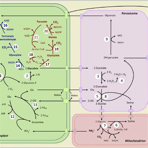 (PDF) Photorespiration Redesigned