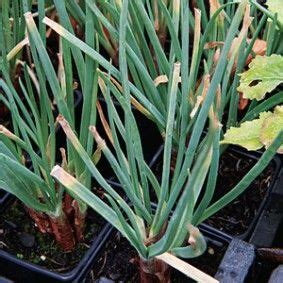 6 légumes pour toute l année les perpétuels Jardinage potager