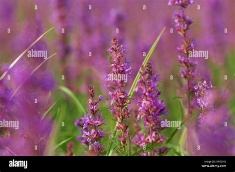 Tall Pink Flowers In Summer Meadow Stock Photo Alamy