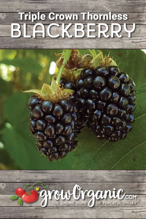 Blackberry Triple Crown Thornless Each Grow Organic