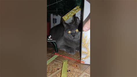 Моя игра с котом😄 - YouTube