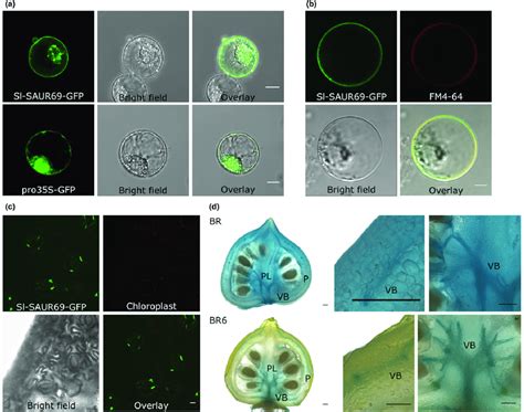 Subcellular Localization And Spatial Expression Pattern Of Sl SAUR69