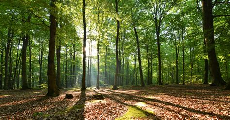 8 Iniciativas Para Reforestar Nuestros Bosques Sin Plantar Un árbol