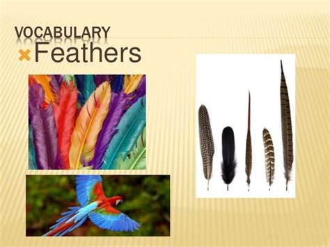 Fur Feathers And Scales