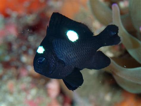 Damselfish Are They Really That Aggressive The Beginners Reef