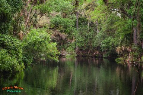 Hillsborough River State Park State Parks River Florida Location